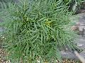 Soft Caress Mahonia / Mahonia eurybracteata 